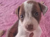 Cachorro raça SRD-ViraLata idade Abaixo de 2 meses nome Ainda não coloquei nomes 