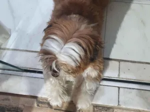 Cachorro raça Shitzu idade 3 anos nome Apolo