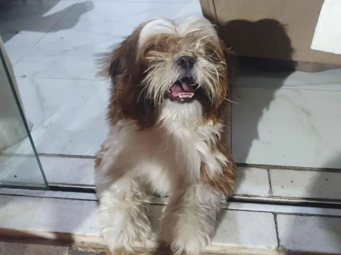 Cachorro raça Shitzu idade 3 anos nome Apolo