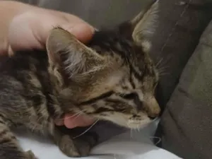 Gato raça SRD-ViraLata idade Abaixo de 2 meses nome Sem nome