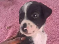 Cachorro raça SRD-ViraLata idade Abaixo de 2 meses nome Ainda não coloquei nomes 