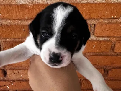 Cachorro raça SRD-ViraLata idade Abaixo de 2 meses nome Todos ainda sem nome 