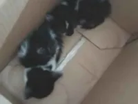 Doaçõe gatos resgatados.