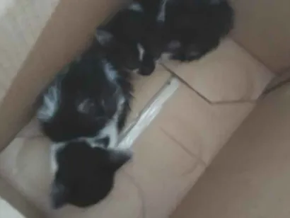 Gato raça SRD-ViraLata idade Abaixo de 2 meses nome Doaçõe gatos resgatados.