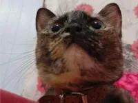 Cacau, e 4 filhotinhos sem nomes, taz, oliver 