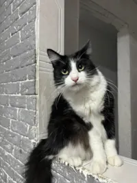 Gato raça SRD-ViraLata idade 1 ano nome Lord