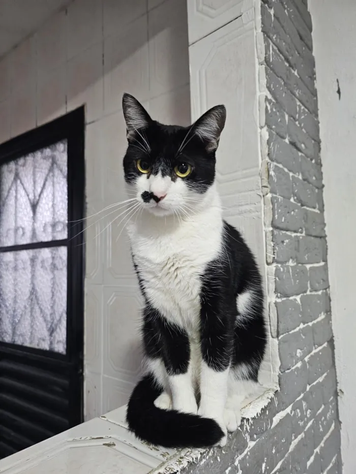 Gato raça SRD-ViraLata idade 1 ano nome Bigode