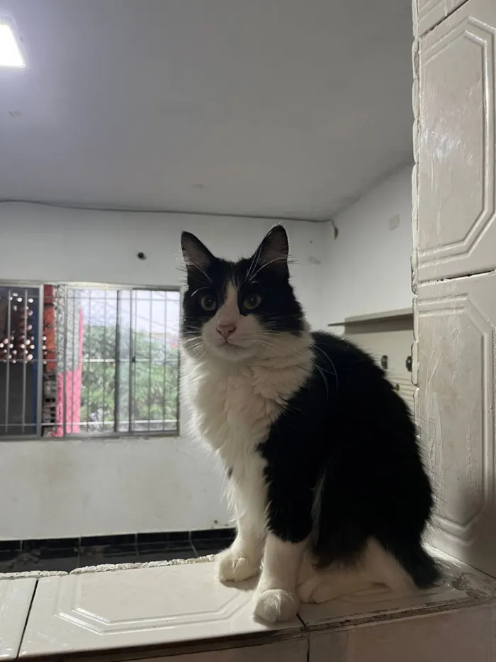 Gato raça SRD-ViraLata idade 1 ano nome Luigi