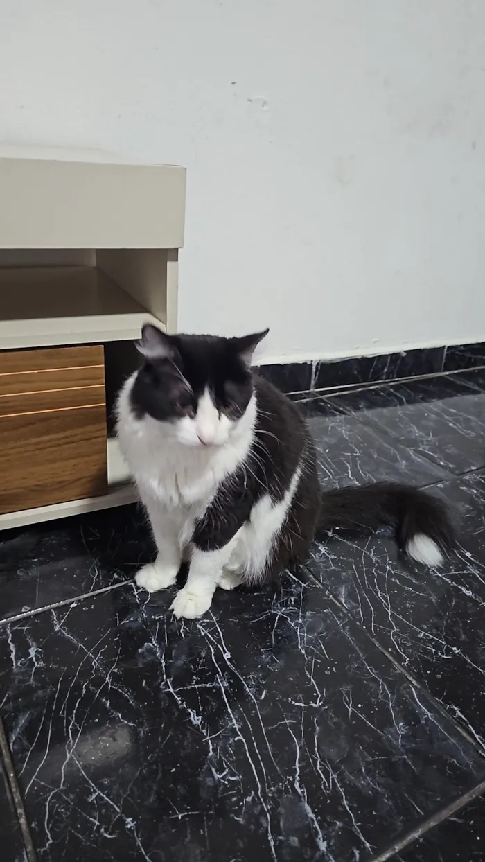 Gato raça SRD-ViraLata idade 1 ano nome Luigi