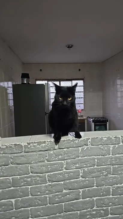 Gato raça SRD-ViraLata idade 1 ano nome Pantera e Ravena