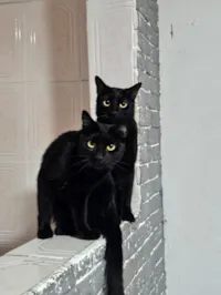 Gato raça SRD-ViraLata idade 1 ano nome Pantera e Ravena