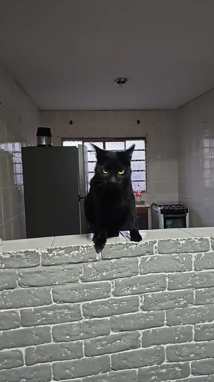 Gato raça SRD-ViraLata idade 1 ano nome Pantera e Ravena