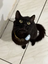 Gato raça SRD-ViraLata idade 2 anos nome Preto