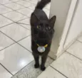 Gato raça SRD-ViraLata idade 2 anos nome Preto