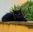 Gato raça SRD-ViraLata idade 2 anos nome Preto