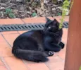 Gato raça SRD-ViraLata idade 2 anos nome Preto