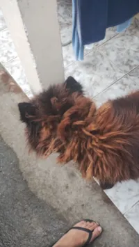 Cachorro raça Chow Chow idade 2 anos nome Dio