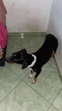Cachorro raça SRD-ViraLata idade 7 a 11 meses nome Amaya