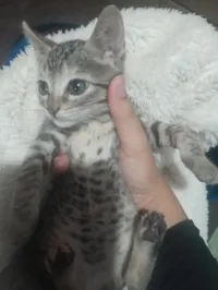 4 gatinhas rajadas (WhatsApp 24 98146-5127)