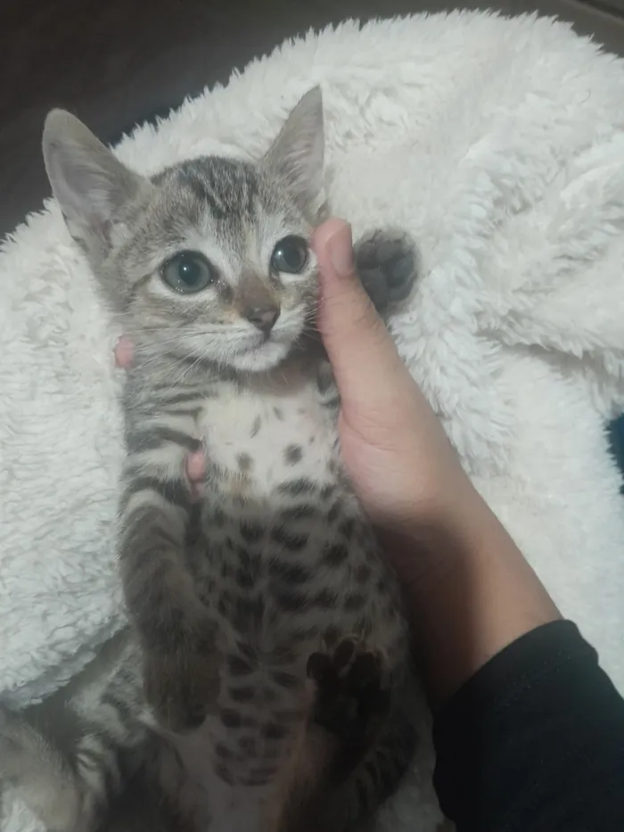 Cachorro raça SRD-ViraLata idade 2 a 6 meses nome 4 gatinhas rajadas (WhatsApp 24 98146-5127)