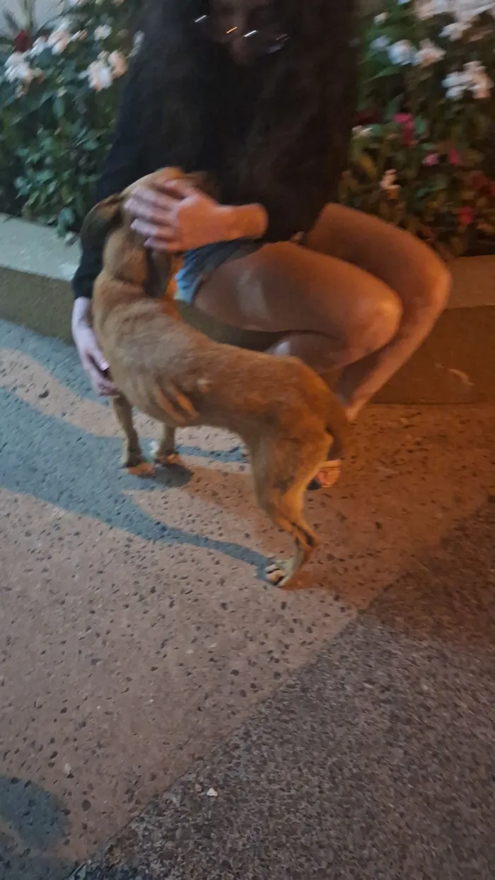 Cachorro raça SRD-ViraLata idade 2 anos nome Sem nome