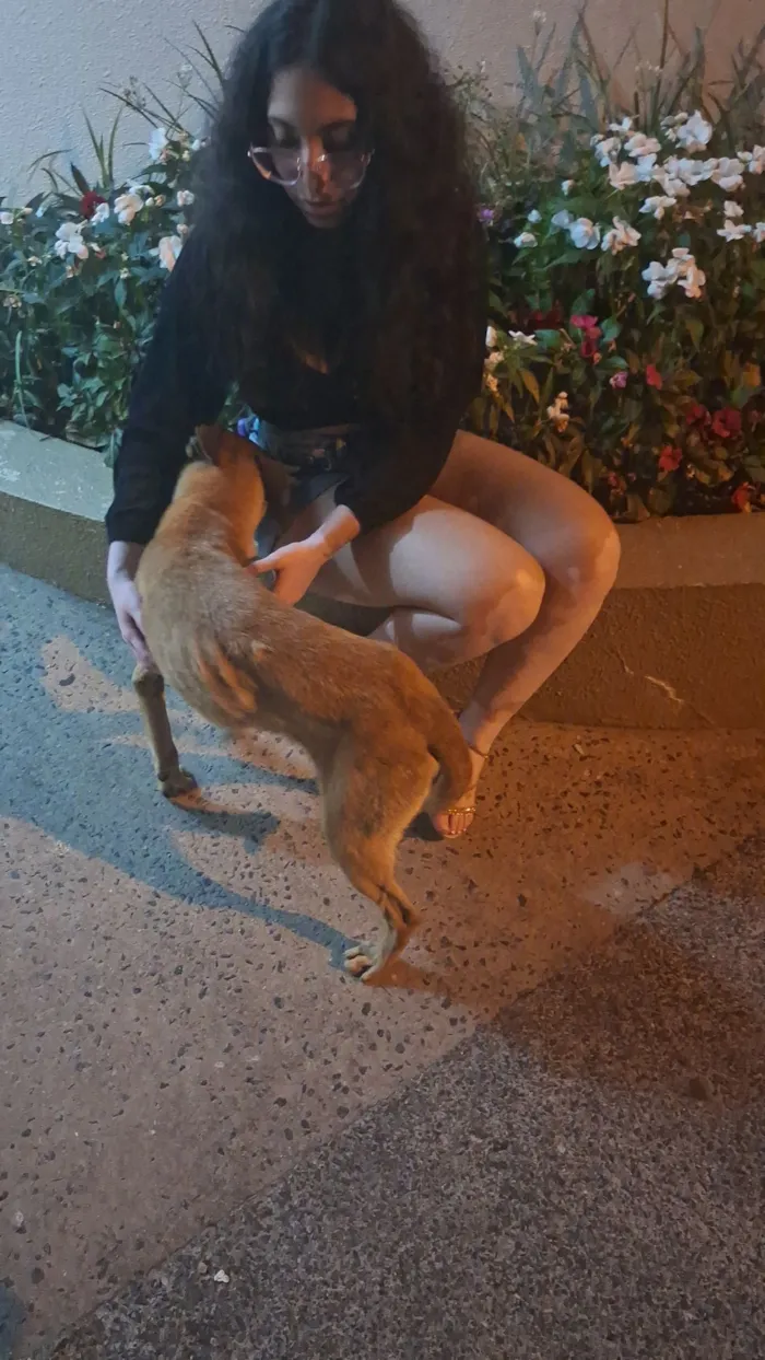 Cachorro raça SRD-ViraLata idade 2 anos nome Sem nome