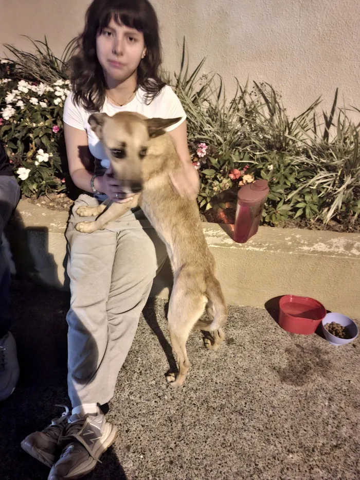 Cachorro raça SRD-ViraLata idade 2 anos nome Sem nome