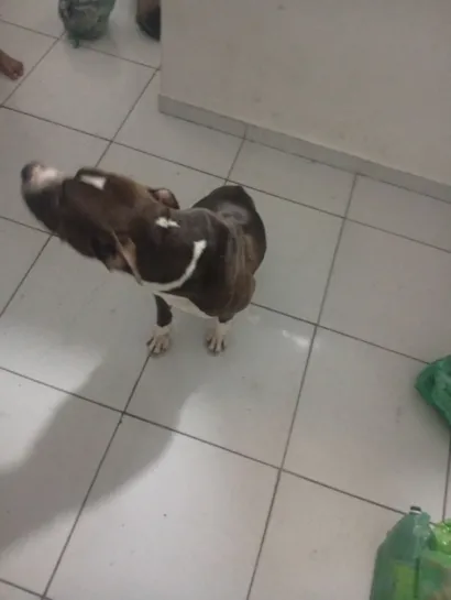 Cachorro raça Pit-Bull idade 3 anos nome Duque 