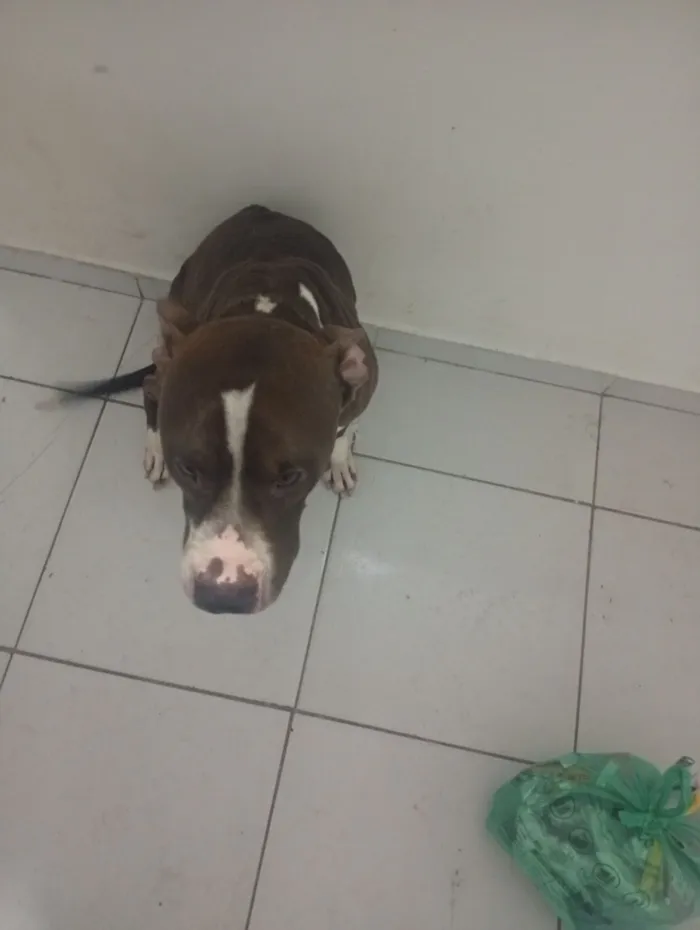 Cachorro raça Pit-Bull idade 3 anos nome Duque 