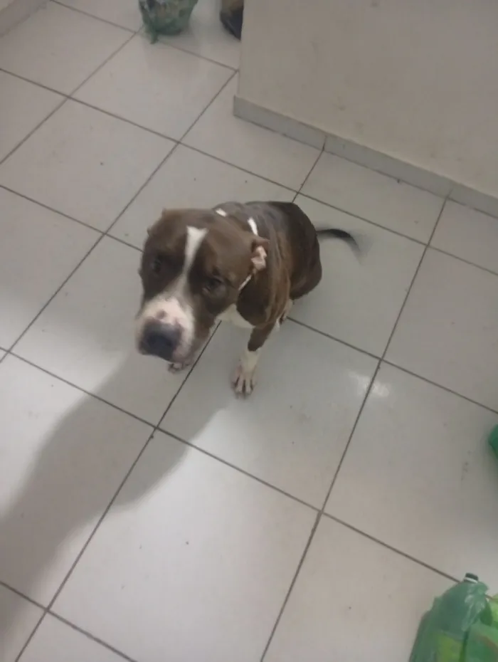 Cachorro raça Pit-Bull idade 4 anos nome Duque 