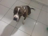 Cachorro raça Pit-Bull idade 4 anos nome Duque 