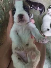Cachorro raça SRD-ViraLata idade 2 a 6 meses nome Não tem nomes 