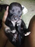 Cachorro raça SRD-ViraLata idade 2 a 6 meses nome Não tem nomes 