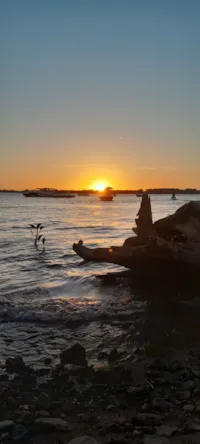 Cachorro raça Shitzu idade 5 anos nome Mike