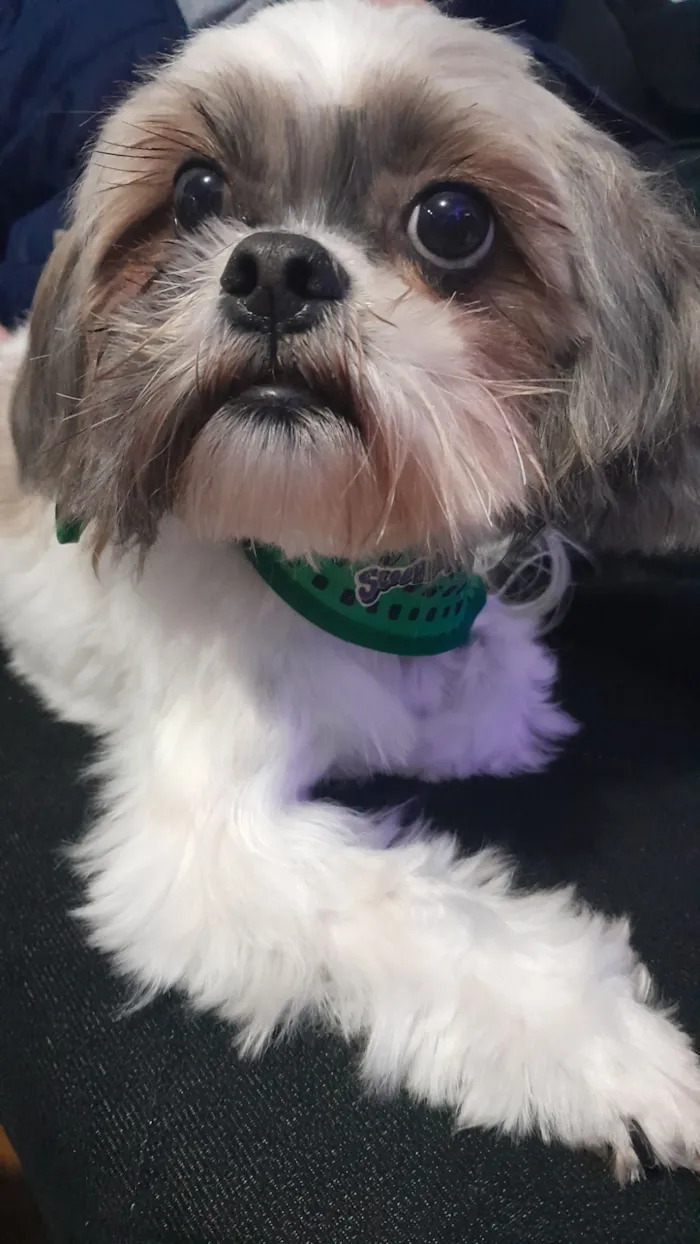 Cachorro raça Shitzu idade 5 anos nome Mike