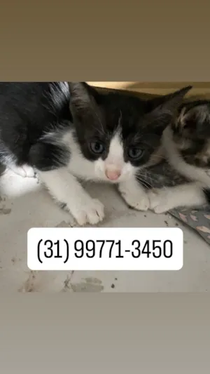 Gato raça SRD-ViraLata idade 2 a 6 meses nome Sol 