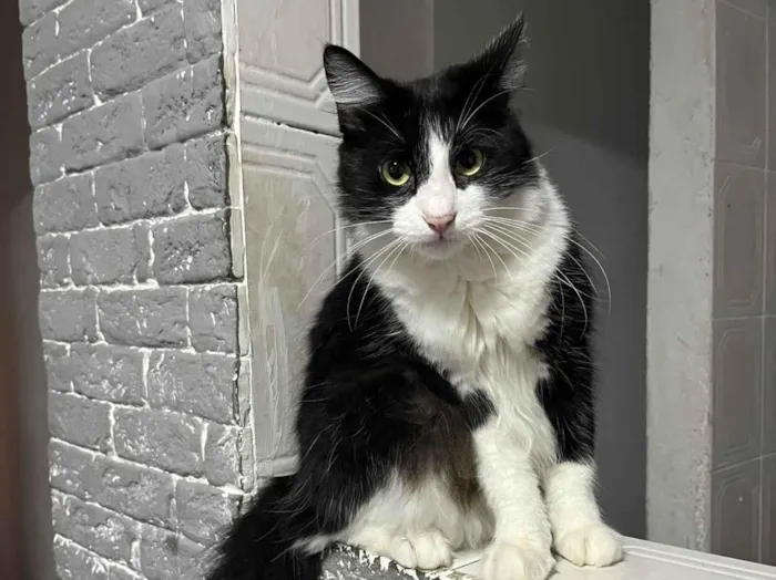 Gato raça SRD-ViraLata idade 1 ano nome Lord