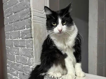 Gato raça SRD-ViraLata idade 1 ano nome Lord