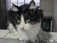 Gato raça SRD-ViraLata idade 1 ano nome Luigi