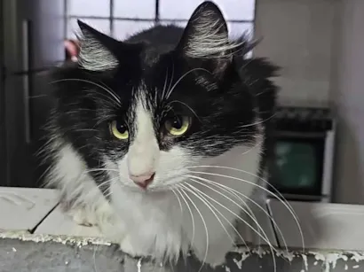 Gato raça SRD-ViraLata idade 1 ano nome Luigi