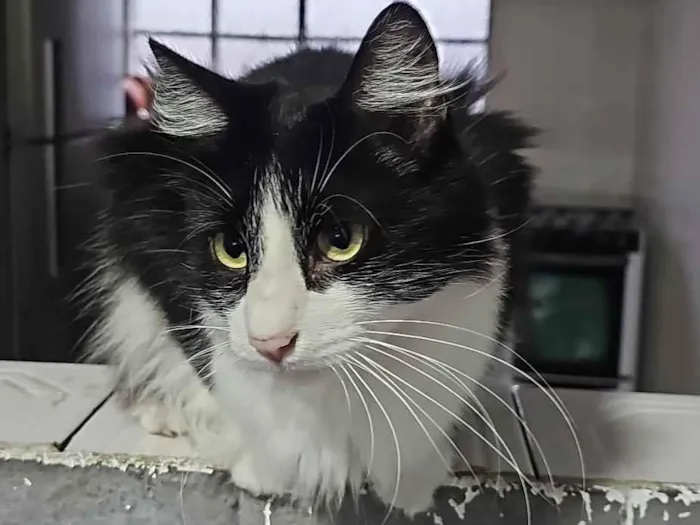 Gato raça SRD-ViraLata idade 1 ano nome Luigi