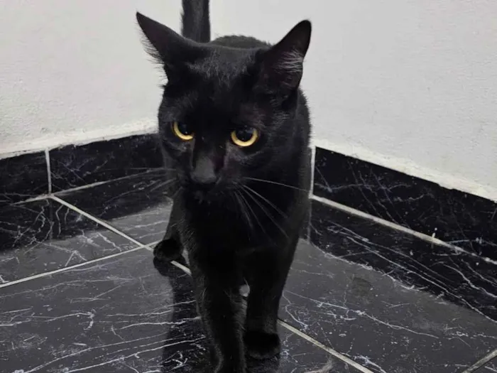 Gato raça SRD-ViraLata idade 1 ano nome Pantera e Ravena