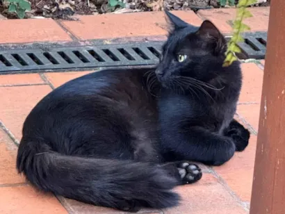 Gato raça SRD-ViraLata idade 2 anos nome Preto
