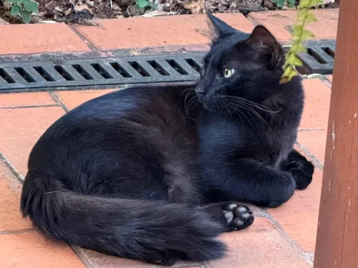 Gato raça SRD-ViraLata idade 2 anos nome Preto