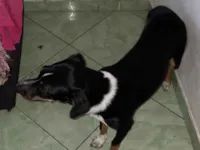 Cachorro raça SRD-ViraLata idade 7 a 11 meses nome Amaya