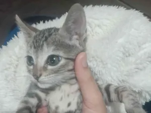 Cachorro raça SRD-ViraLata idade 2 a 6 meses nome 4 gatinhas rajadas (WhatsApp 24 98146-5127)