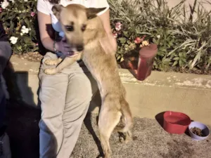 Cachorro raça SRD-ViraLata idade 2 anos nome Sem nome