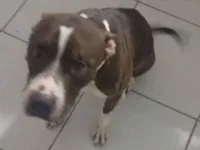 Cachorro raça Pit-Bull idade 3 anos nome Duque 