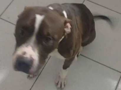 Cachorro raça Pit-Bull idade 4 anos nome Duque 