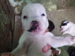 Cachorro raça SRD-ViraLata idade 2 a 6 meses nome Não tem nomes 